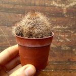 Rebutia fulviseta