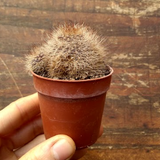 Rebutia fulviseta