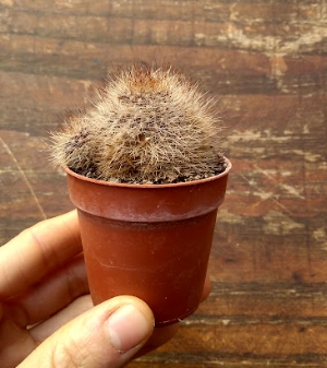 Rebutia fulviseta