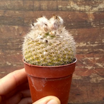 Parodia formosa