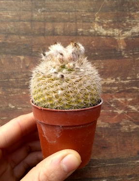 Parodia formosa