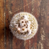 Parodia formosa