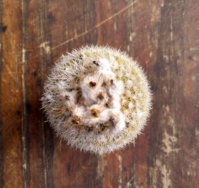 Parodia formosa