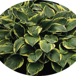 Hosta Fortunei aureomarginata in vaso