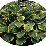 Hosta Fortunei aureomarginata in vaso