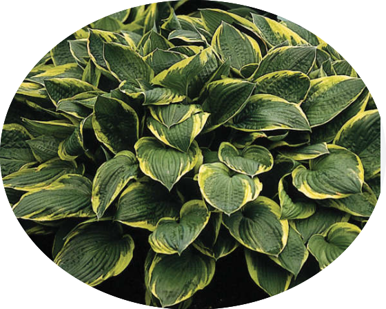 Hosta Fortunei aureomarginata in vaso