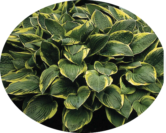 Hosta Fortunei aureomarginata in vaso