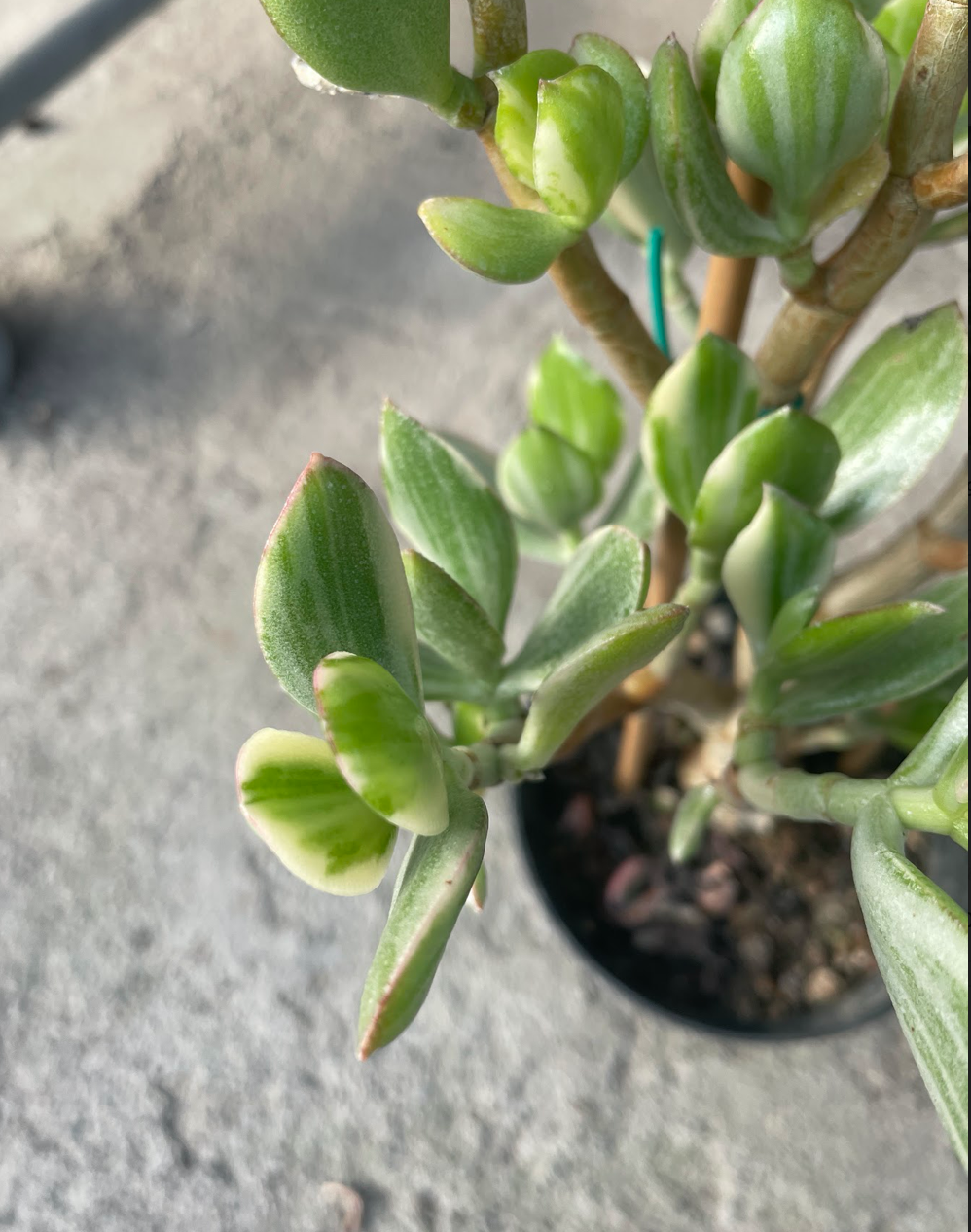 Crassula ovata variegata