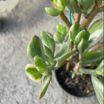 Crassula ovata variegata