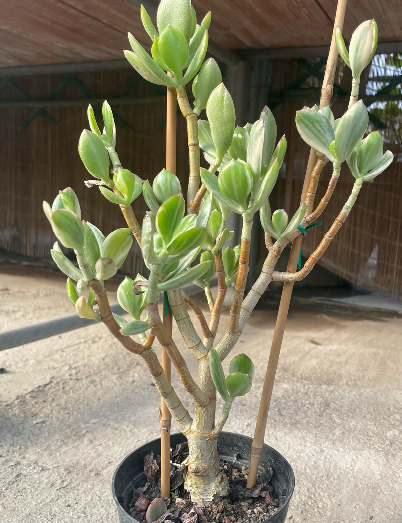 Crassula ovata variegata