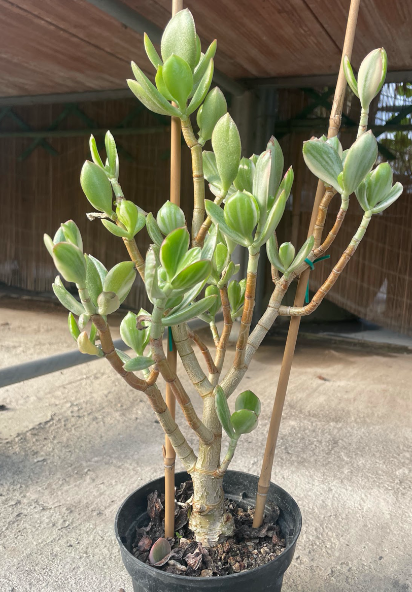 Crassula ovata variegata