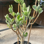 Crassula ovata variegata