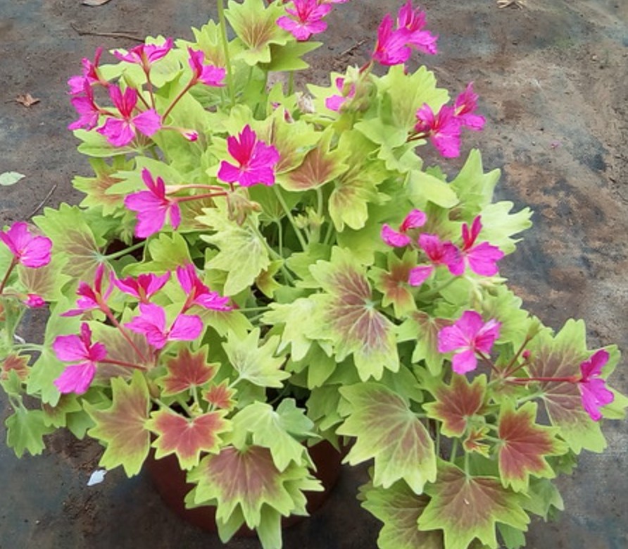 Pelargonium  Deanna Westwood v 10