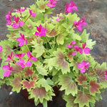 Pelargonium  Deanna Westwood v 10