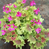Pelargonium  Deanna Westwood v 10
