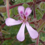 Pelargonium Mannina (PROFUMO SPEZIATO)
