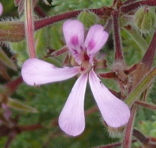 Pelargonium Mannina (PROFUMO SPEZIATO)