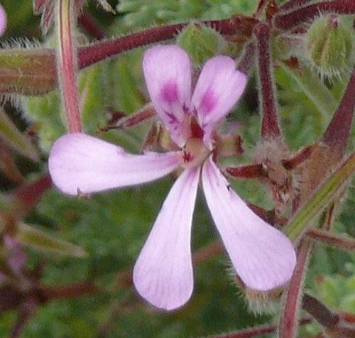 Pelargonium Mannina (PROFUMO SPEZIATO)