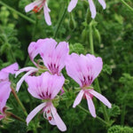 Pelargonium  Crispum Minor (profumo limone)