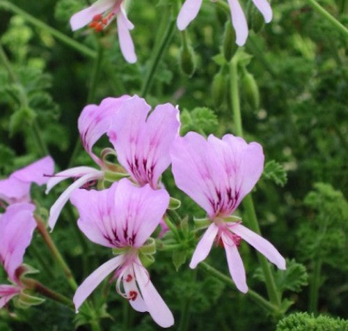 Pelargonium  Crispum Minor (profumo limone)