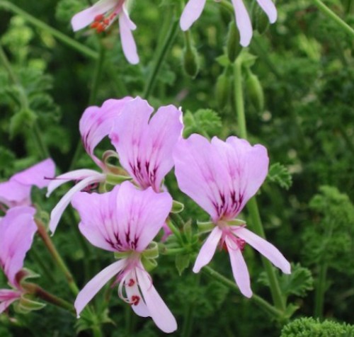 Pelargonium  Crispum Minor (profumo limone)