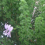 Pelargonium  Crispum Minor (profumo limone)