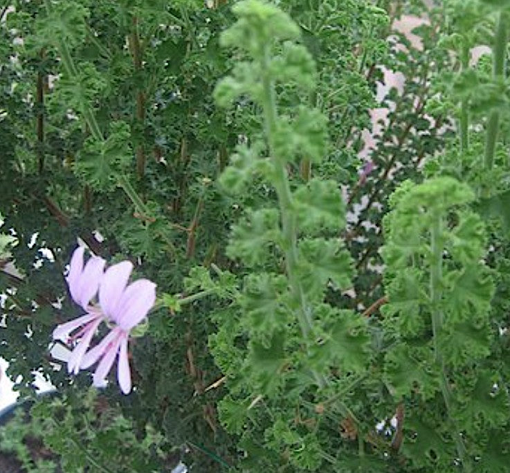 Pelargonium  Crispum Minor (profumo limone)