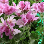 Pelargonium  Torento  odoroso (arancia) in vaso