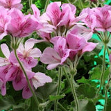 Pelargonium  Torento  odoroso (arancia) in vaso