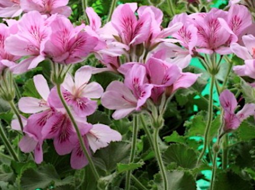 Pelargonium  Torento  odoroso (arancia) in vaso