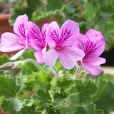 Pelargonium  Torento  odoroso (arancia) in vaso