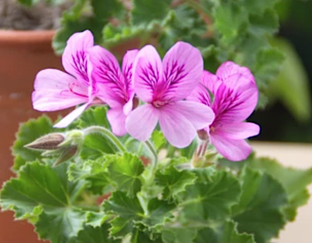 Pelargonium  Torento  odoroso (arancia) in vaso