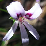 Pelargonium Tabulare in vaso