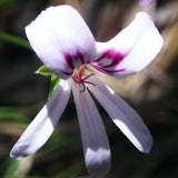 Pelargonium Tabulare in vaso