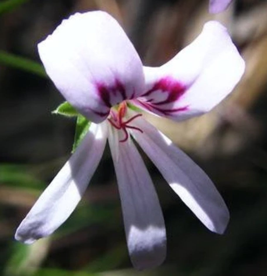 Pelargonium Tabulare in vaso