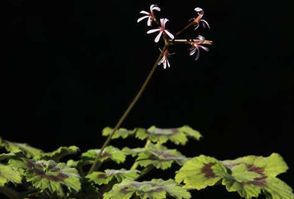 Pelargonium Tabulare in vaso