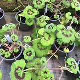 Pelargonium Tabulare in vaso