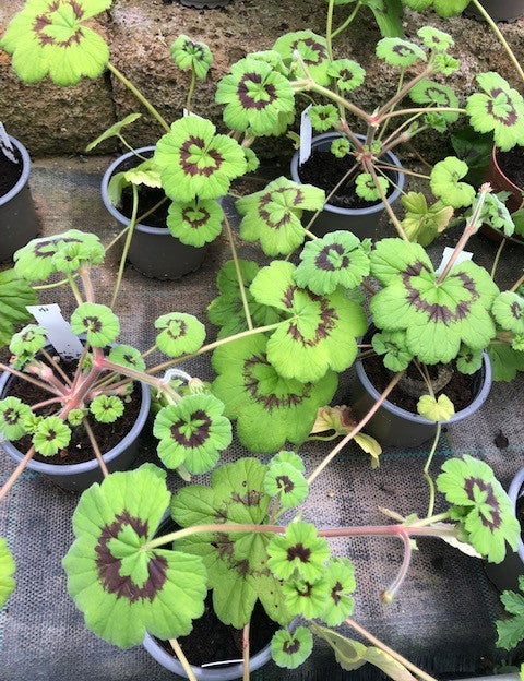 Pelargonium Tabulare in vaso