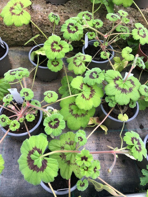 Pelargonium Tabulare in vaso