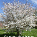 Prunus serrulata Rebecca vaso 18/19
