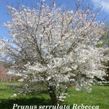 Prunus serrulata Rebecca vaso 18/19