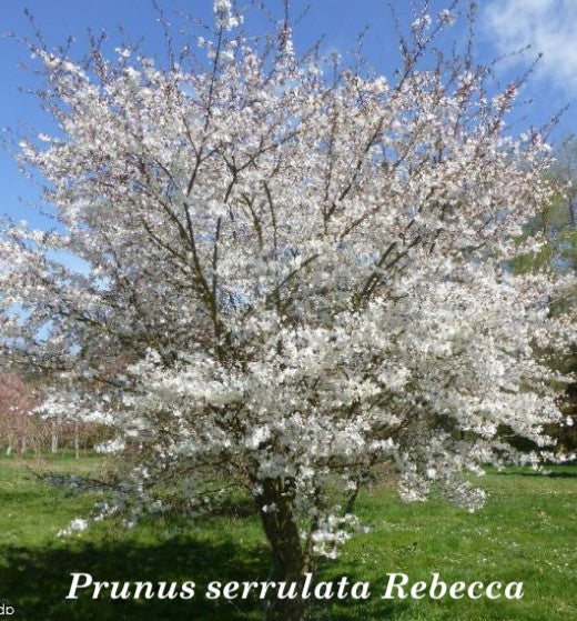Prunus serrulata Rebecca vaso 18/19