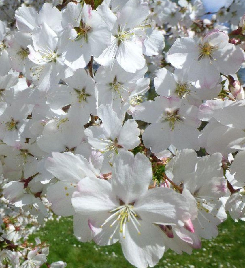 Prunus serrulata Rebecca vaso 18/19