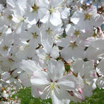 Prunus serrulata Rebecca vaso 18/19