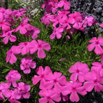 Phlox Subulata Atropurpurea v.9