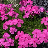 Phlox Subulata Atropurpurea v.9