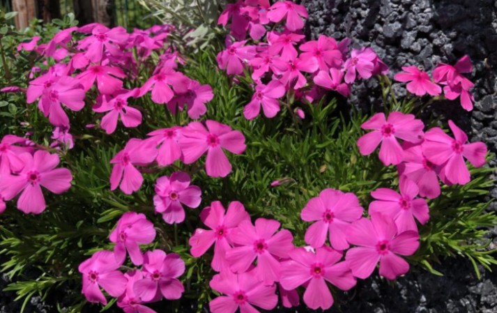 Phlox Subulata Atropurpurea v.9