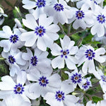 phlox subulata Bavaria vaso 9