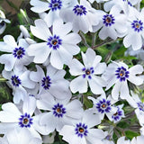 phlox subulata Bavaria vaso 9