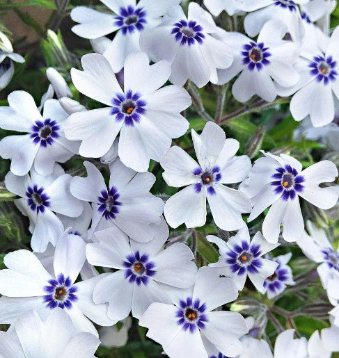 phlox subulata Bavaria vaso 9